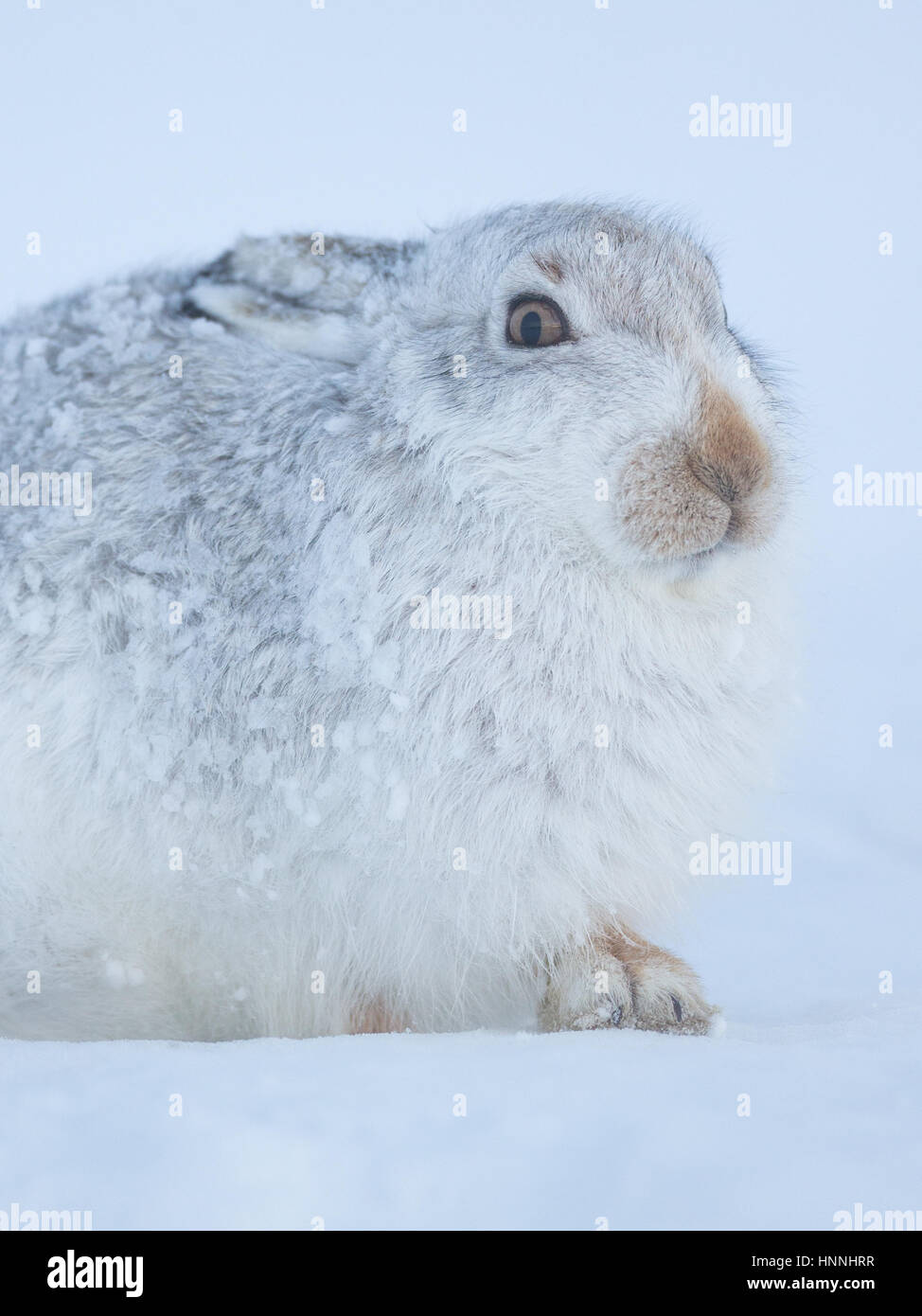 Montagna scozzese lepre (Lepus timidus) seduto tra neve nelle Highlands scozzesi, Gran Bretagna Foto Stock
