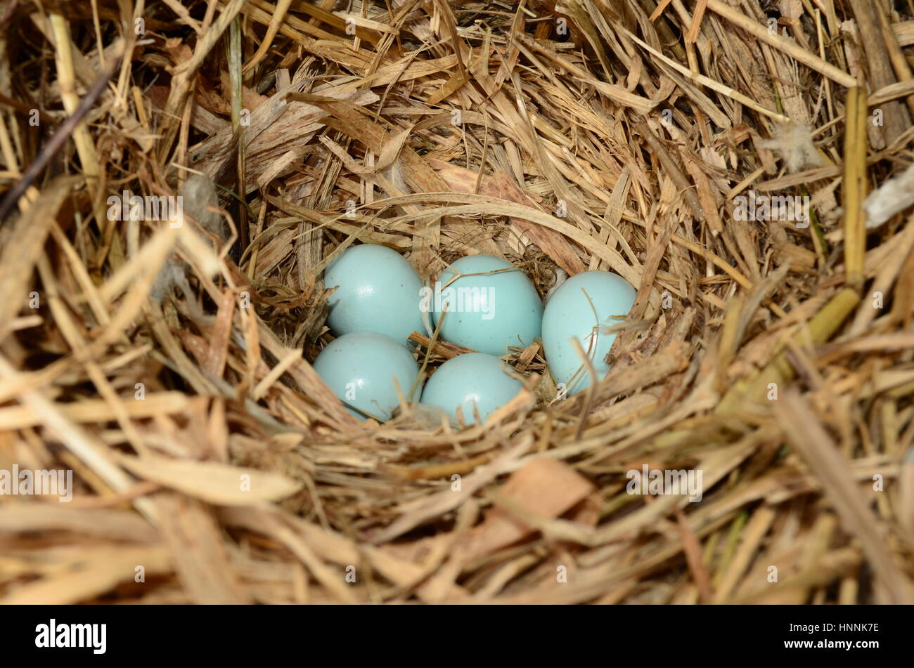 Robin le uova in un nido di paglia Foto Stock