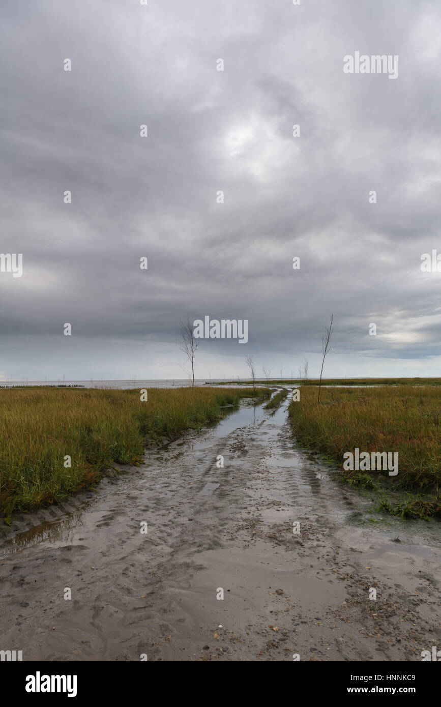 Un modo fangoso a Mandoe isola in danese del Mare di Wadden, UNECSCO Patrimonio Naturale Mondiale, nel Mare del Nord a Sud dello Jutland, Danimarca Foto Stock