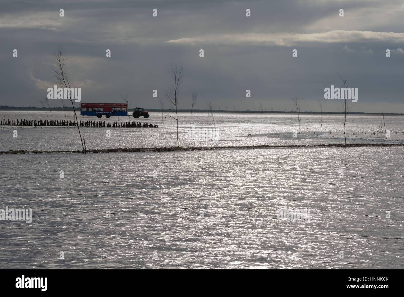 Il " trattore Bus' per Mandoe Island attraverso il danese il Wadden Sea, UNECSCO Patrimonio Naturale Mondiale, nel Mare del Nord a Sud dello Jutland, Danimarca Foto Stock