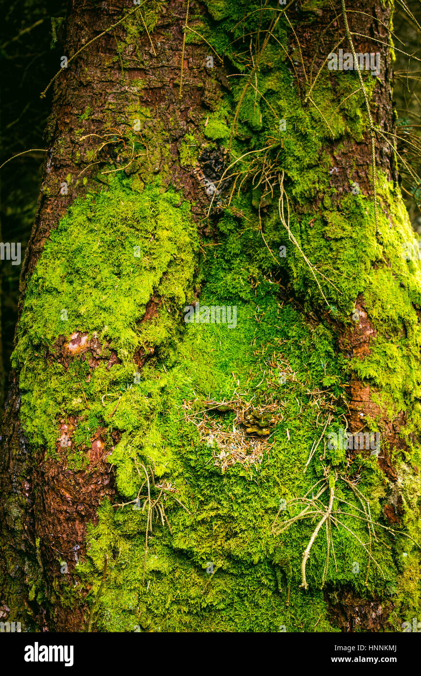 Struttura di muschio nelle Highlands scozzesi Foto Stock