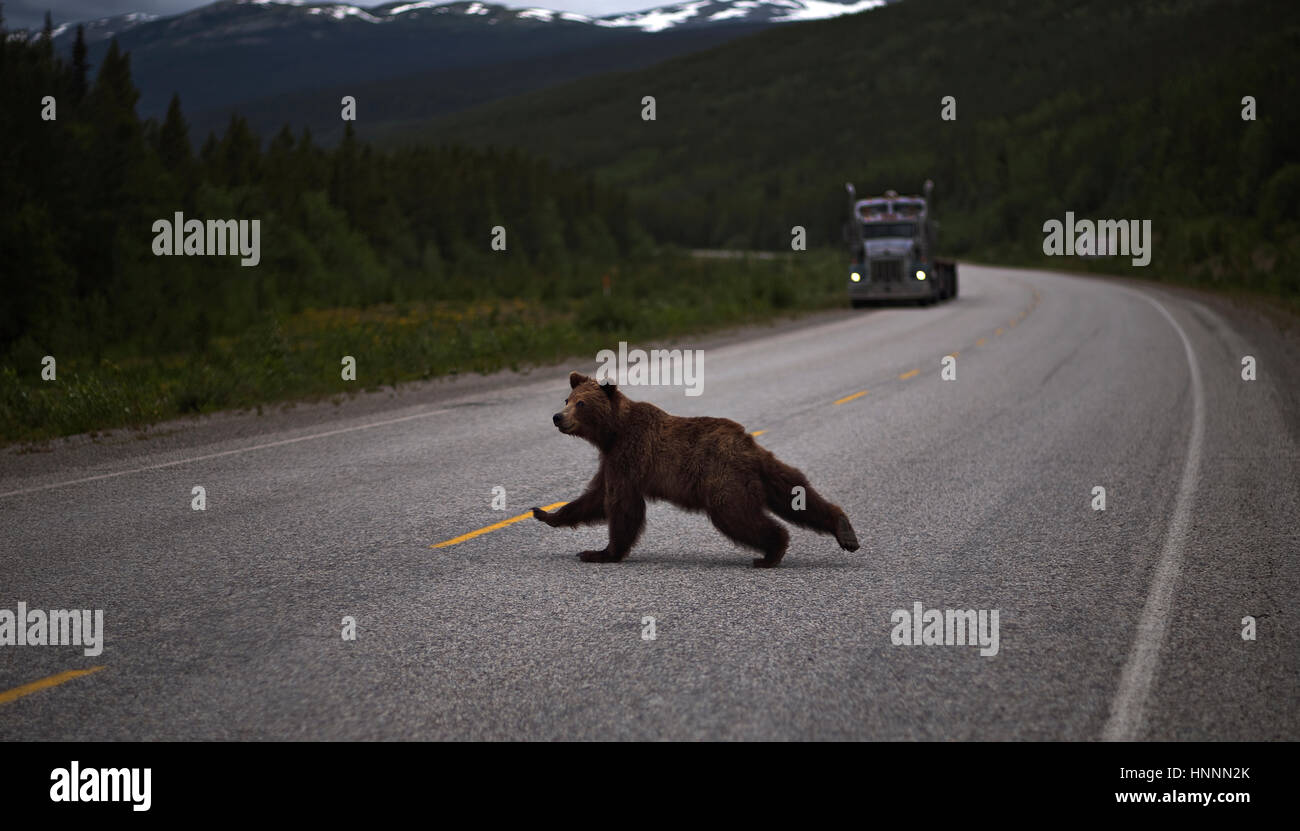 Orso grizzly camminando sulla strada Foto Stock