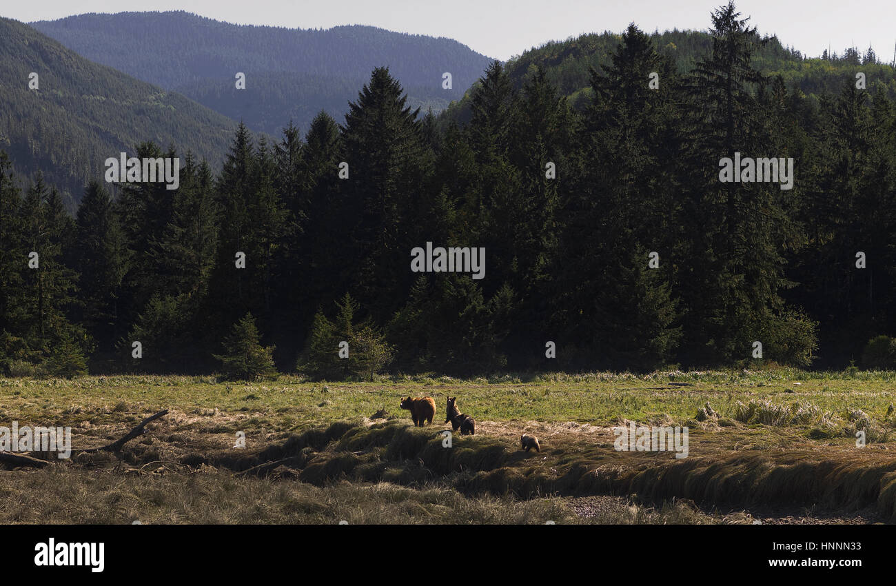 Orso grizzly con cuccioli camminando sul campo erboso contro alberi Foto Stock