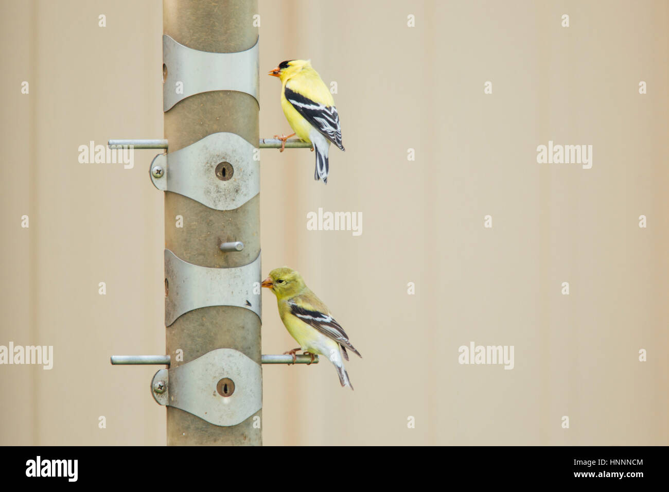 Gold finches appollaiate su palo Foto Stock