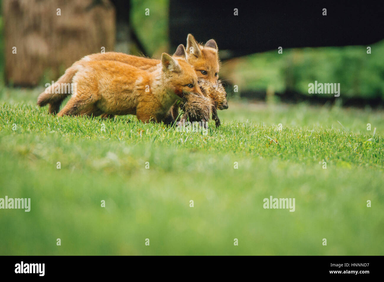 La volpe rossa che trasportano animali morti in bocca mentre si cammina sul campo erboso Foto Stock