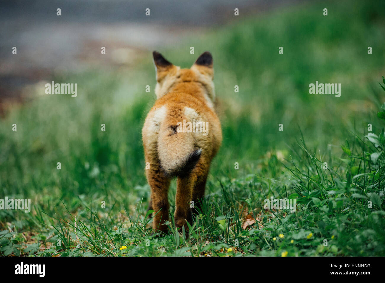 Vista posteriore del red fox camminando sul campo erboso Foto Stock