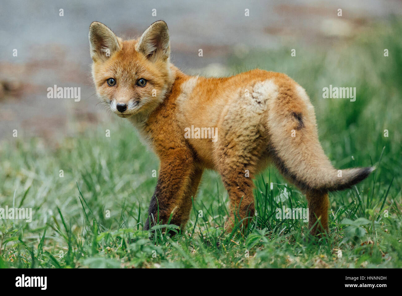 A piena lunghezza Ritratto di volpe rossa in piedi sul campo erboso Foto Stock