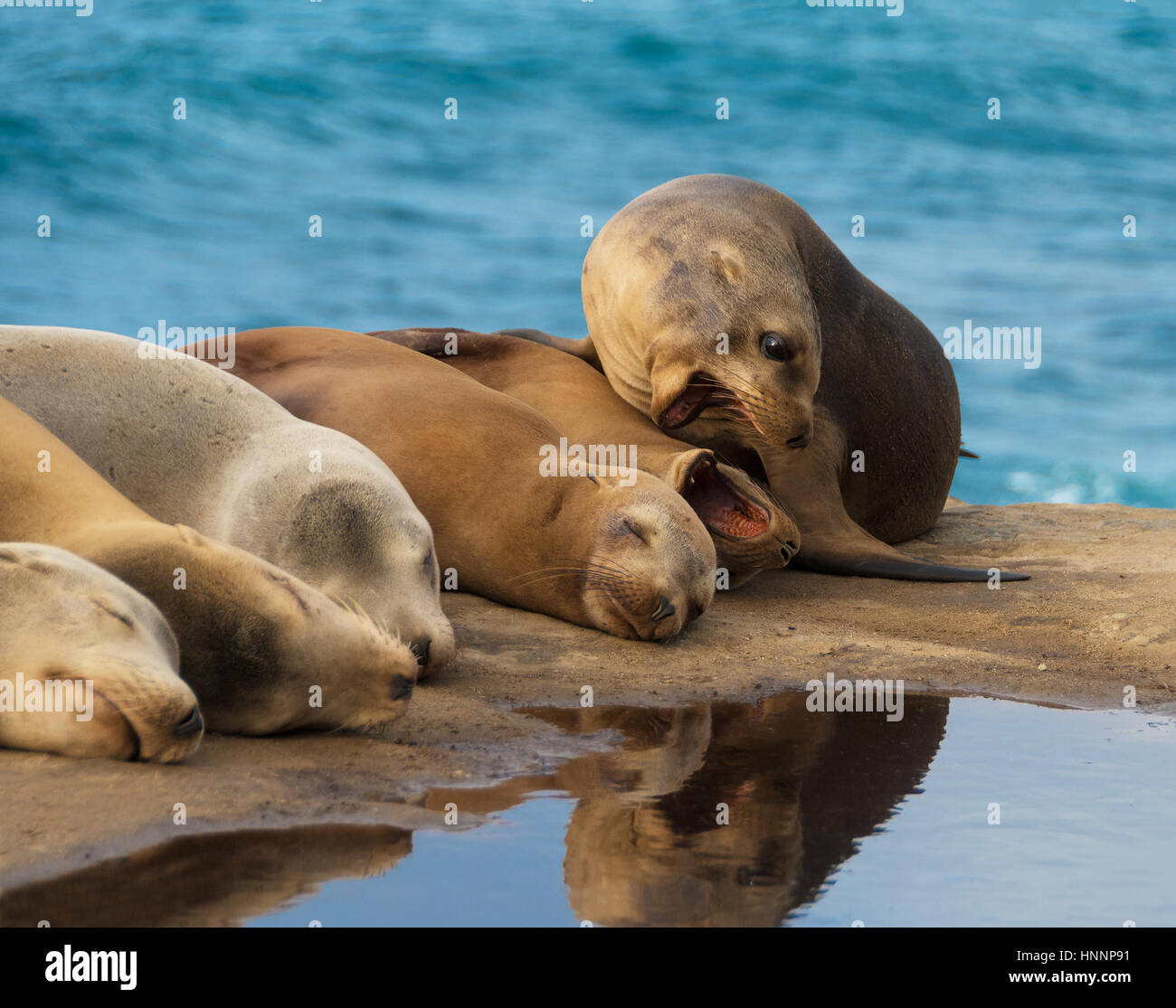 I leoni di mare sdraiato sulla roccia dall'oceano, mentre due di essi stanno cercando di mordere ogni altro. Foto Stock