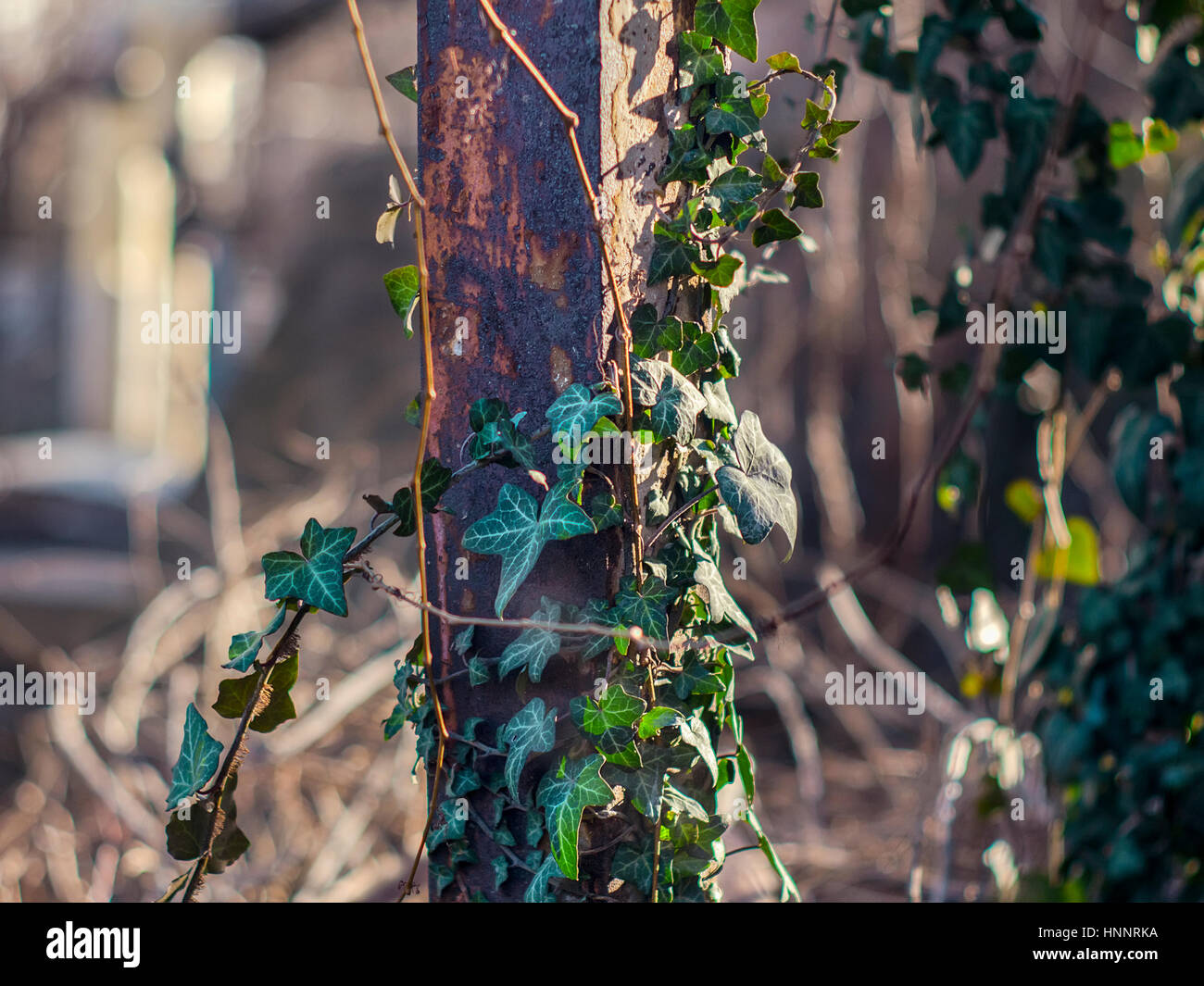 Il verde edera che cresce su un tubo arrugginito Foto Stock