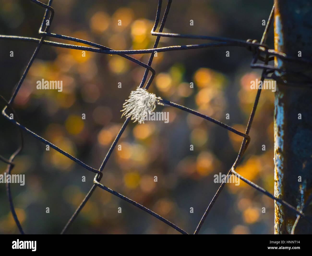 La luce giù bloccato nel recinto Foto Stock