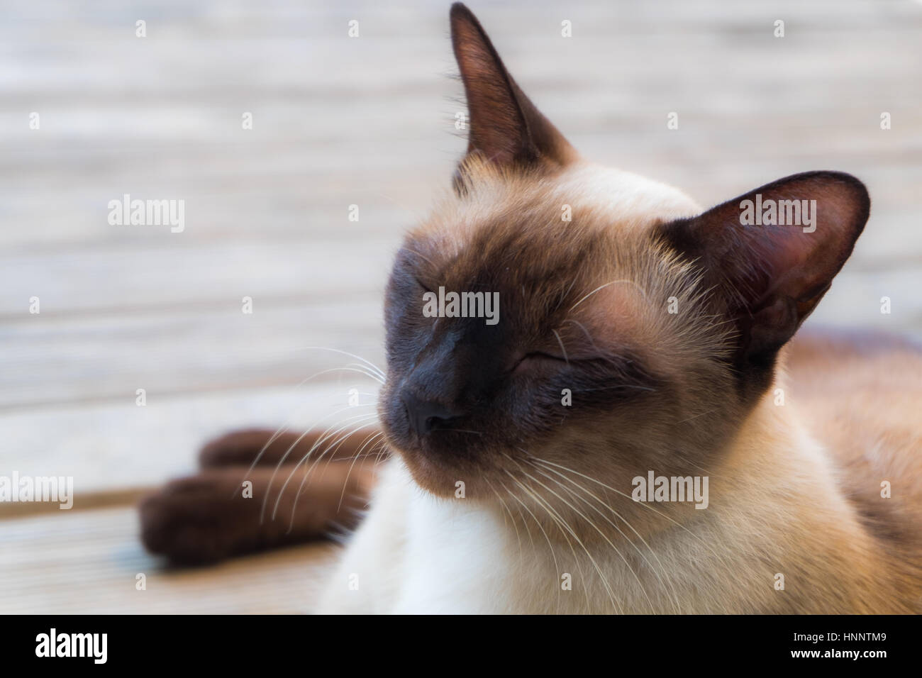 Vista ravvicinata di carino addormentato thai cat sul ponte di legno sfondo, il fuoco selettivo Foto Stock