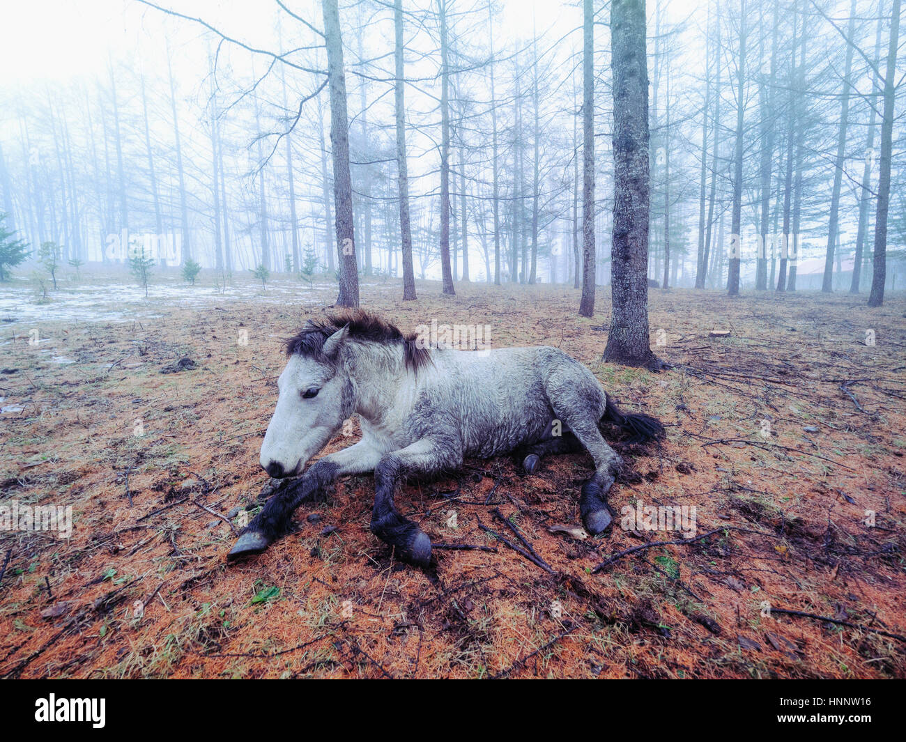 I cavalli in inverno Foto Stock