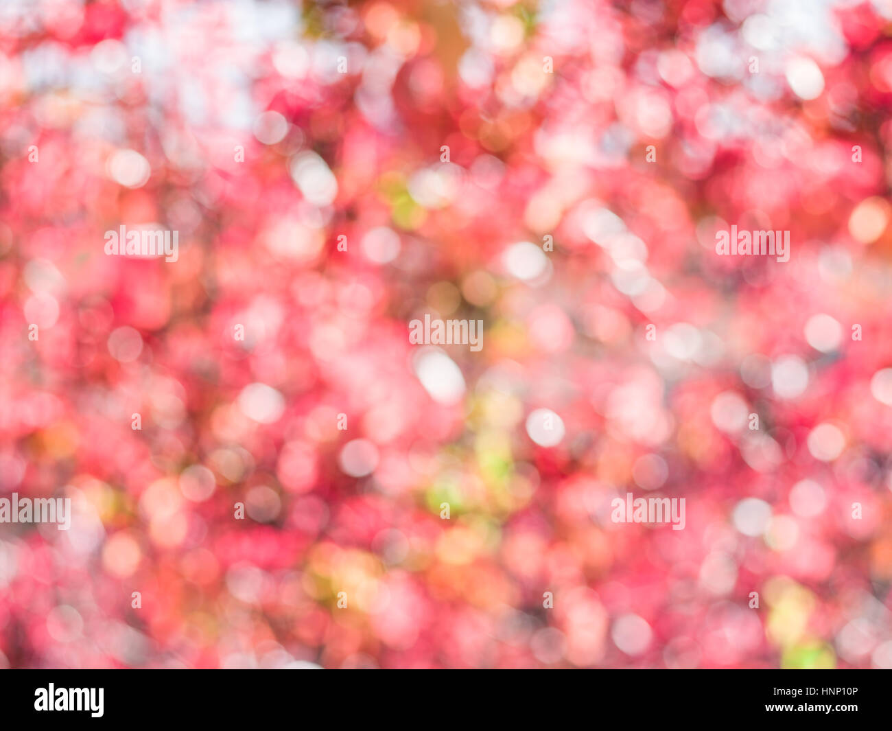Sfocato foglie rosse. La natura dello sfondo. Foto Stock