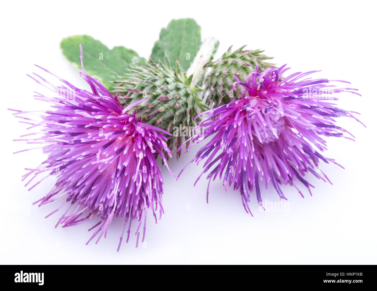 Cardo (Silybum) fiori isolati su uno sfondo bianco. Foto Stock