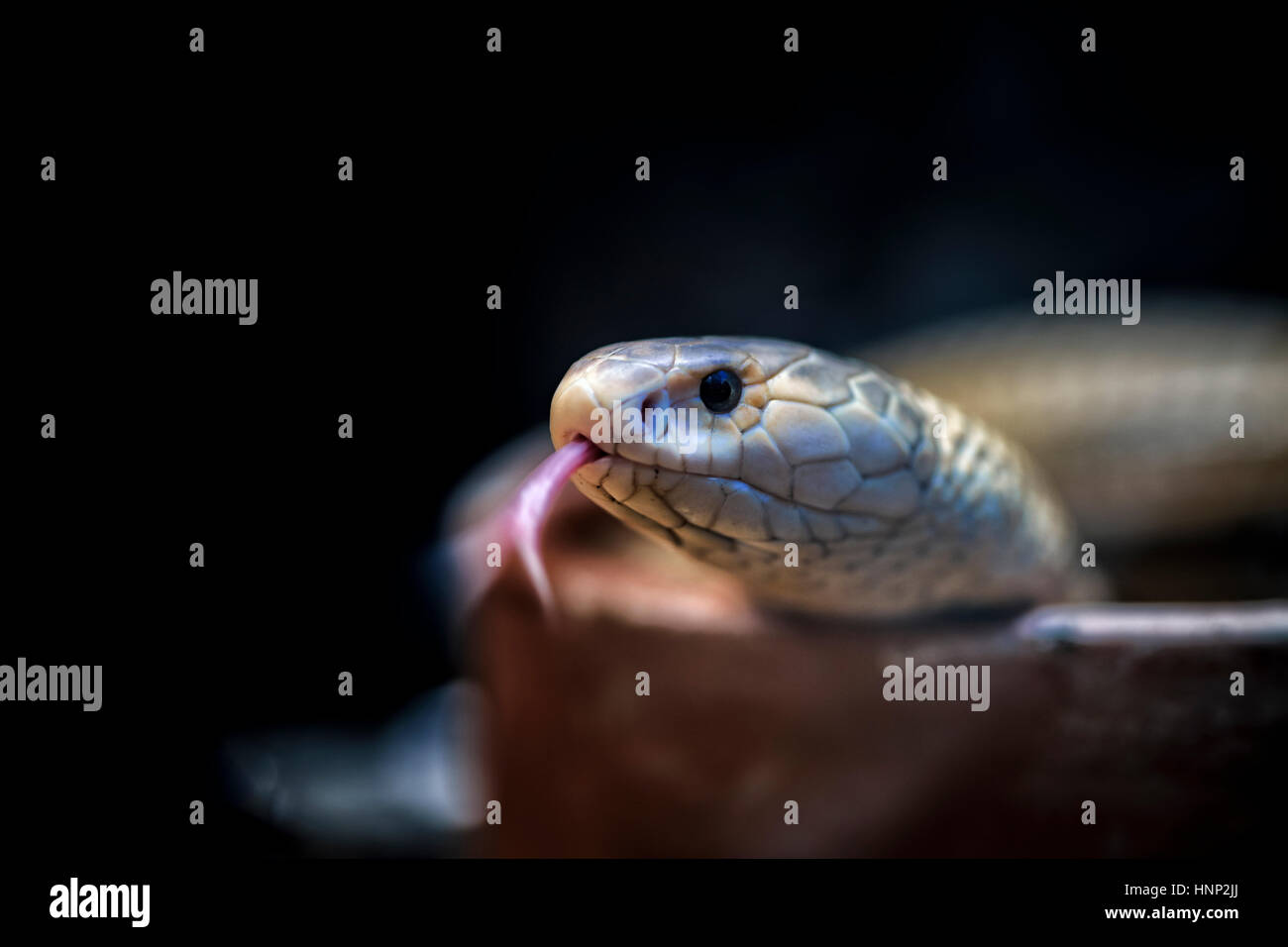 Albino Cobra, monocled cobra, (Naja kaouthia), asiatici di serpenti velenosi. La lingua di fuori. Thailandia del sud-est asiatico Foto Stock