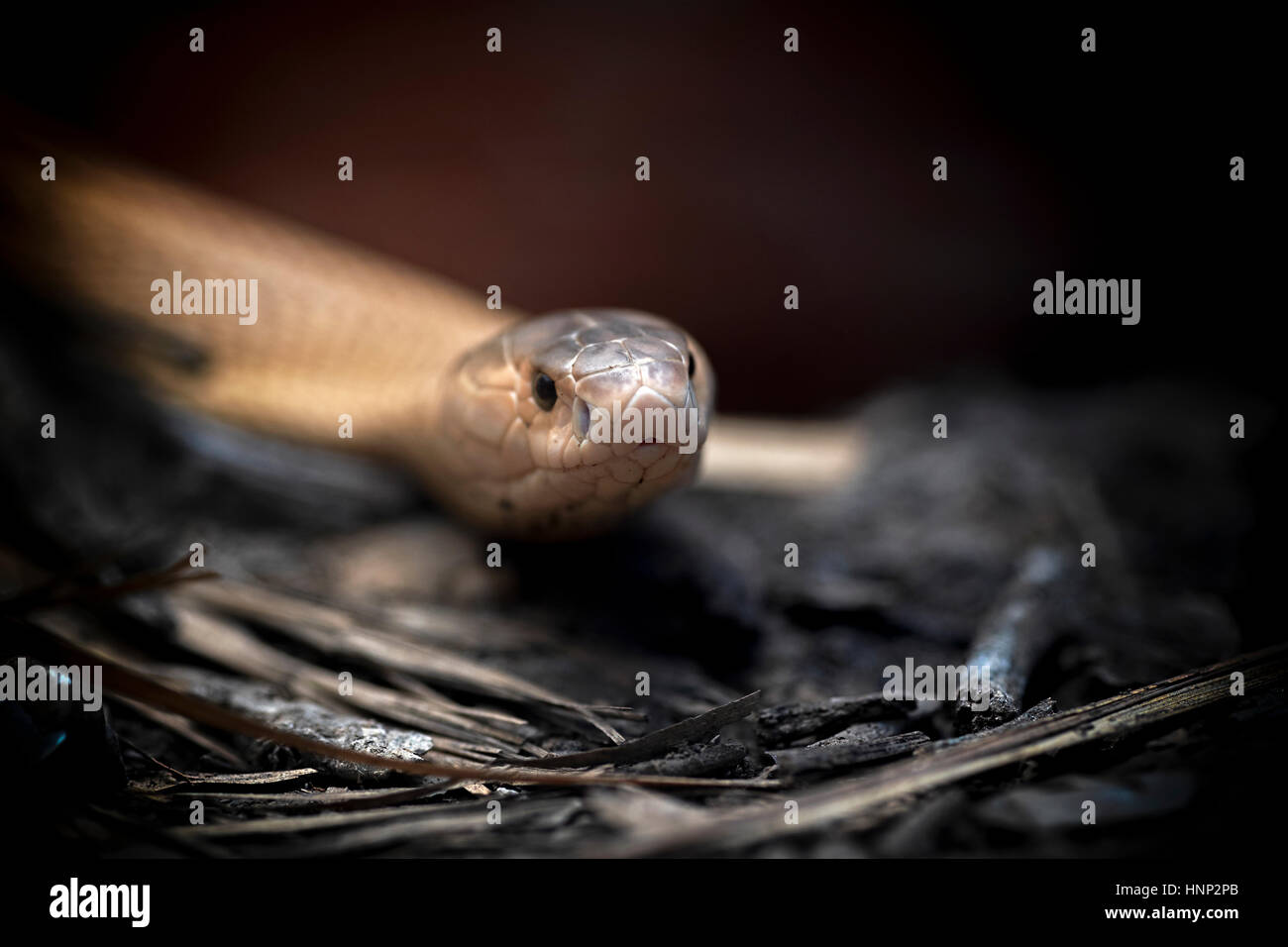 Albino Cobra, cobra monoplaccata (Naja kaouthia), serpente velenoso asiatico. Thailandia Sud-est asiatico Foto Stock