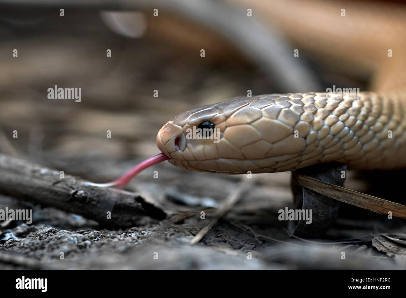 Albino Cobra, monocled cobra, (Naja kaouthia), asiatici di serpenti velenosi. La lingua di fuori. Thailandia del sud-est asiatico Foto Stock