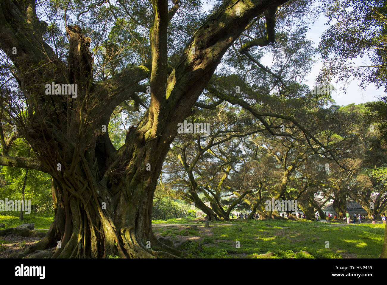 Banyan Tree in Xiapu, provincia del Fujian, Cina Foto Stock