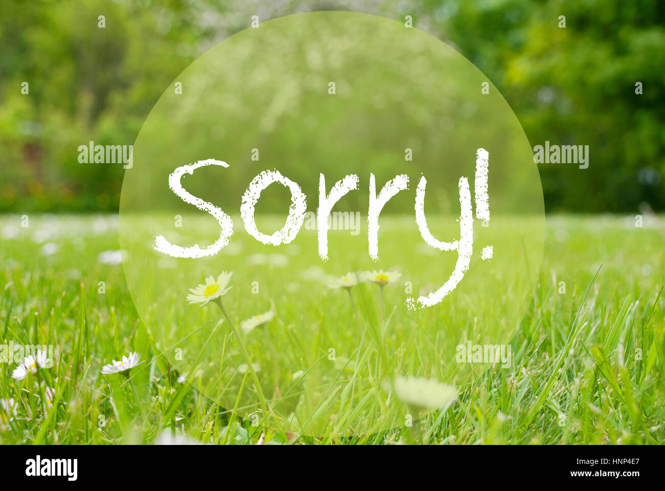 Gras prato, fiori a margherita, Testo Spiacenti Foto Stock