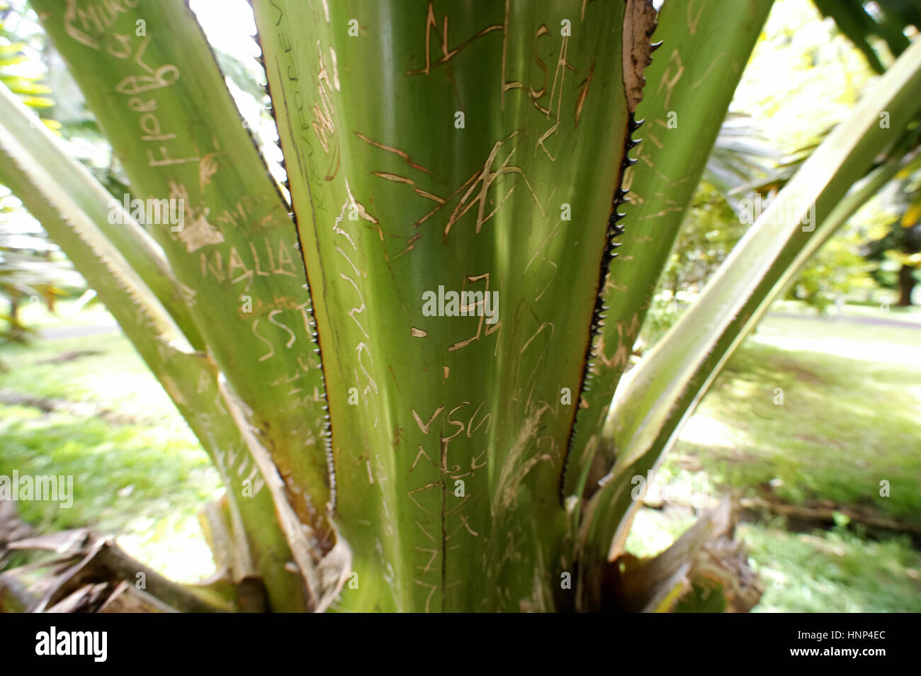 Kaktus, inciso iscritto, foglie, il giardino botanico di Pampelmousse è uno dei più ricchi di specie di giardini tropicali della terra, grande albero, MUS, Mau Foto Stock