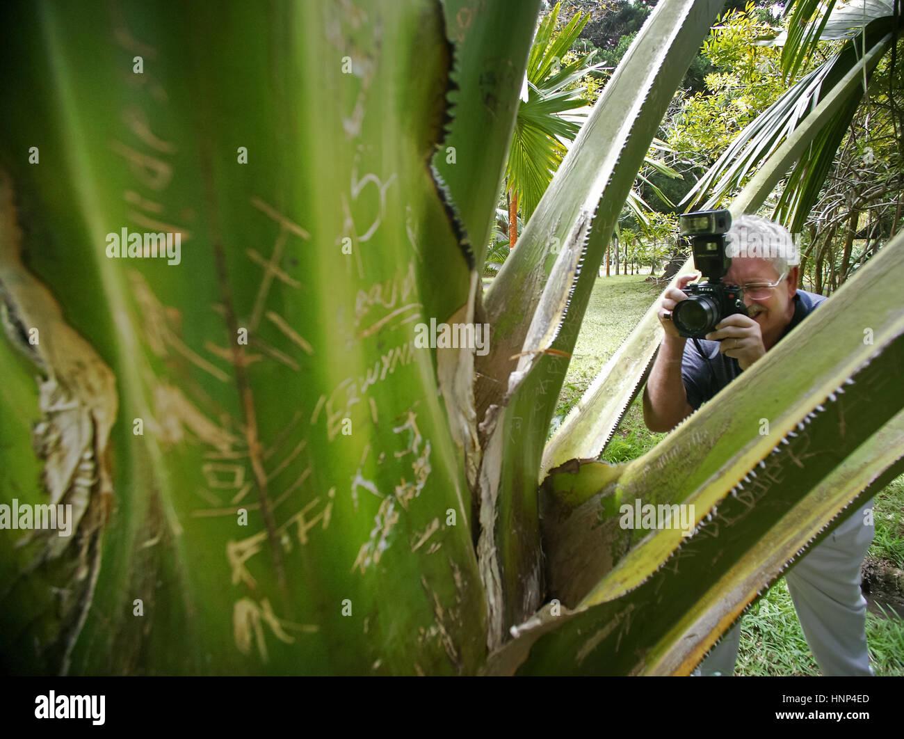 Kaktus, inciso iscritto, foglie, il giardino botanico di Pampelmousse è uno dei più ricchi di specie di giardini tropicali della terra, grande albero, MUS, Mau Foto Stock