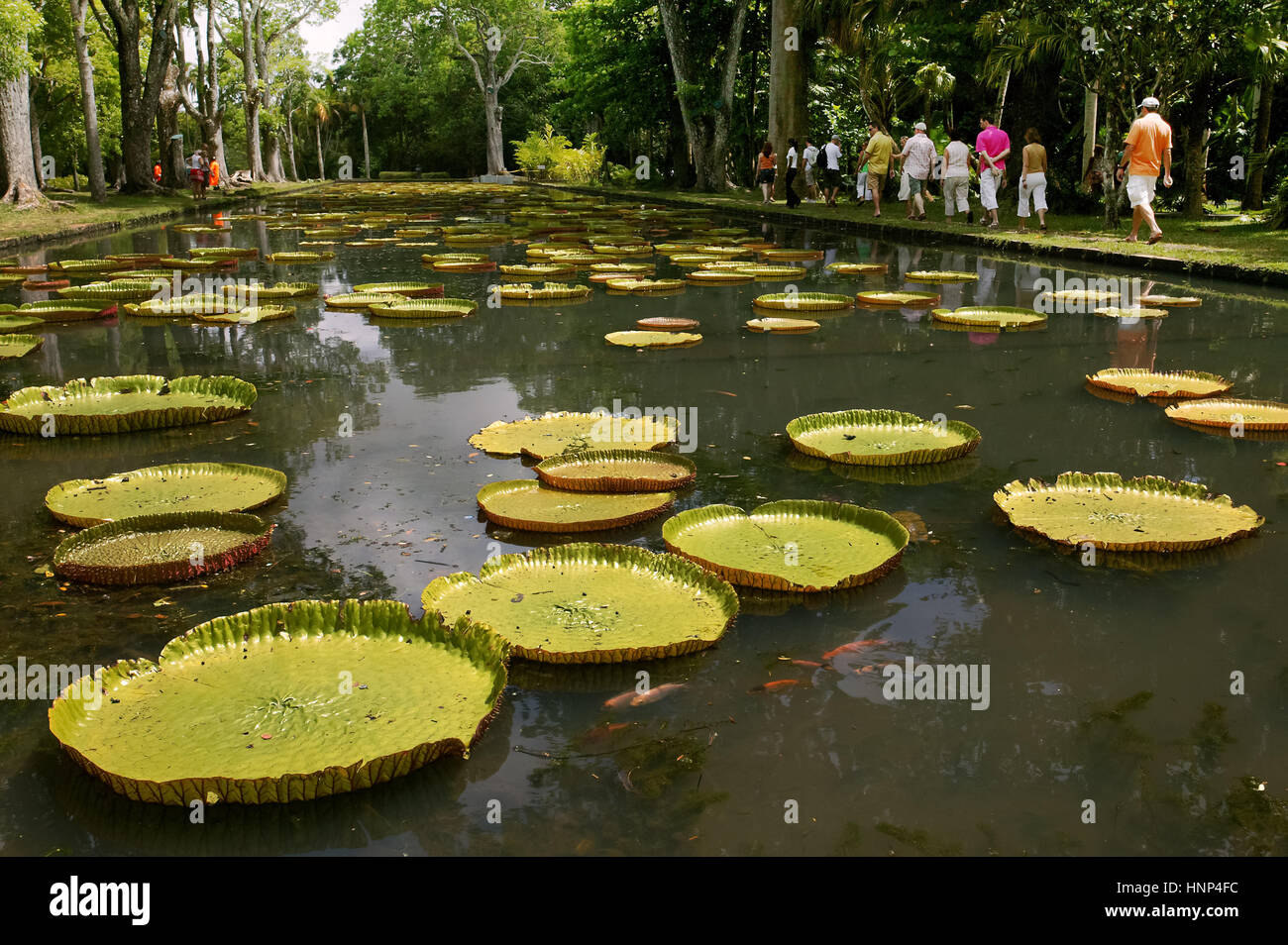 Water Lilies, foglie galleggianti, il giardino botanico di Pampelmousse è uno dei più biodiversi giardini tropicali della terra, MUS, Maurizio, il Royal Foto Stock