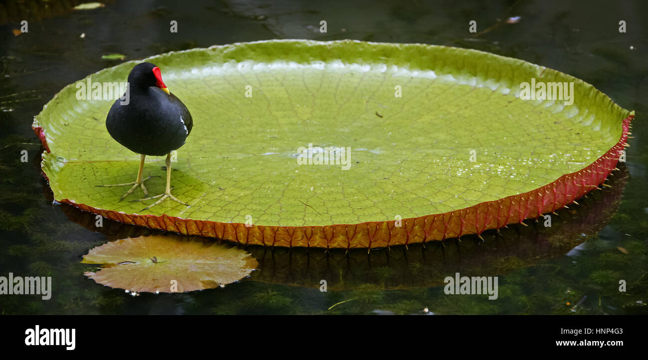 Uccello sull acqua giglio, foglie galleggianti, il giardino botanico di Pampelmousse è uno dei più biodiversi giardini tropicali della terra, MUS, Maurizio, Foto Stock