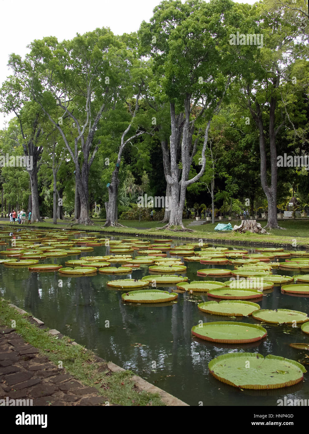 Due giardinieri, tuta arancione, acqua di rosa, di foglie galleggianti, il giardino botanico di Pampelmousse è uno dei più biodiversi giardini tropicali della ea Foto Stock