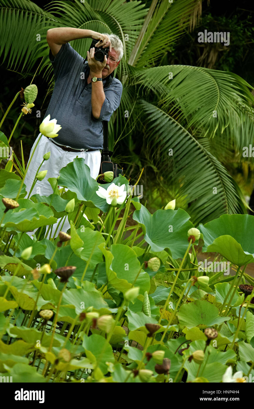 Stagno, ninfee, fotografo fotografato waterlilies, foglie galleggianti, il giardino botanico di Pampelmousse è uno dei più biodiversi tropical gard Foto Stock
