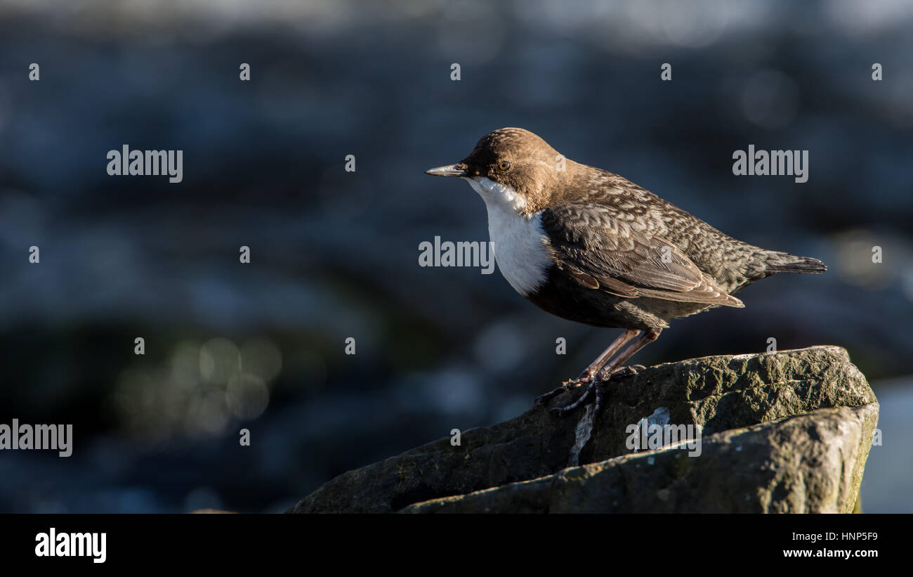 Il bianco-throated bilanciere (Cinclus cinclus) o solo il bilanciere, è un passerine acquatici caccia agli uccelli su una roccia nel flusso con un bel bokeh di fondo scuro Foto Stock