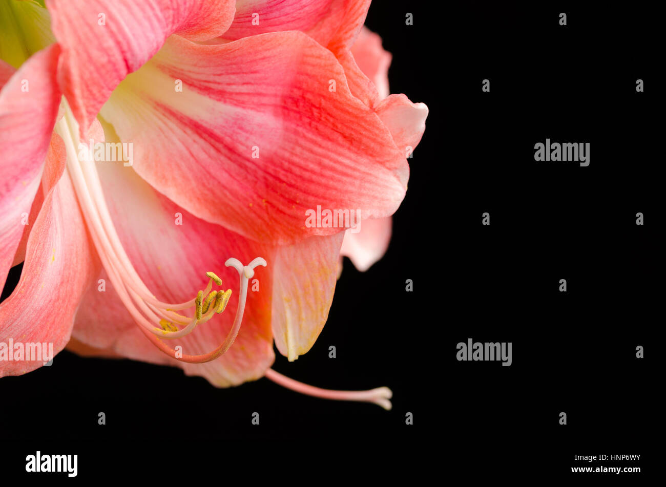Un close up foto macro di un rosa amaryllis con stame e pistilli su sfondo nero con spazio per testo o copiare lo spazio. Foto Stock