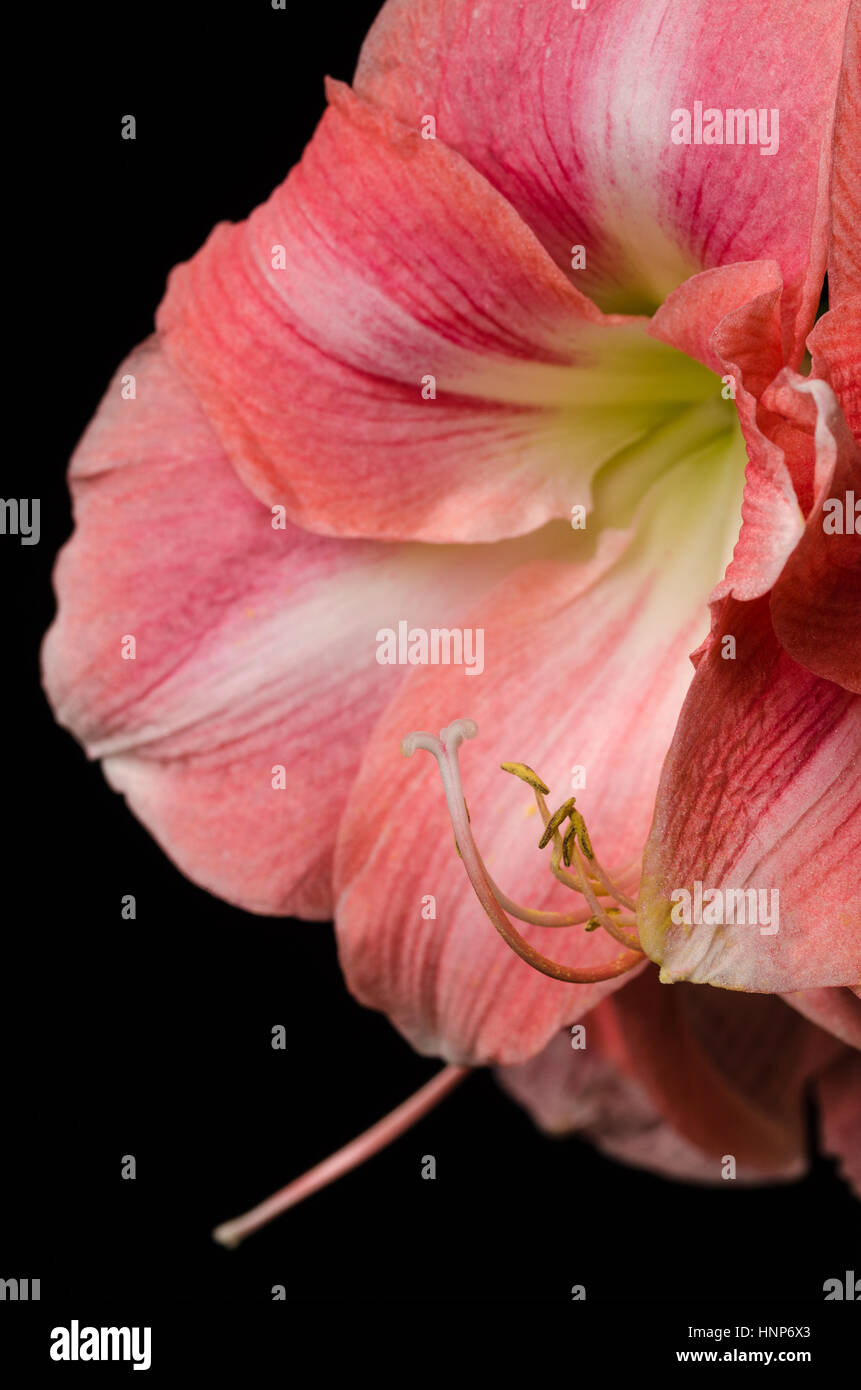 Un close up foto macro di un bel colore rosa con amaryllis stame su sfondo nero Foto Stock