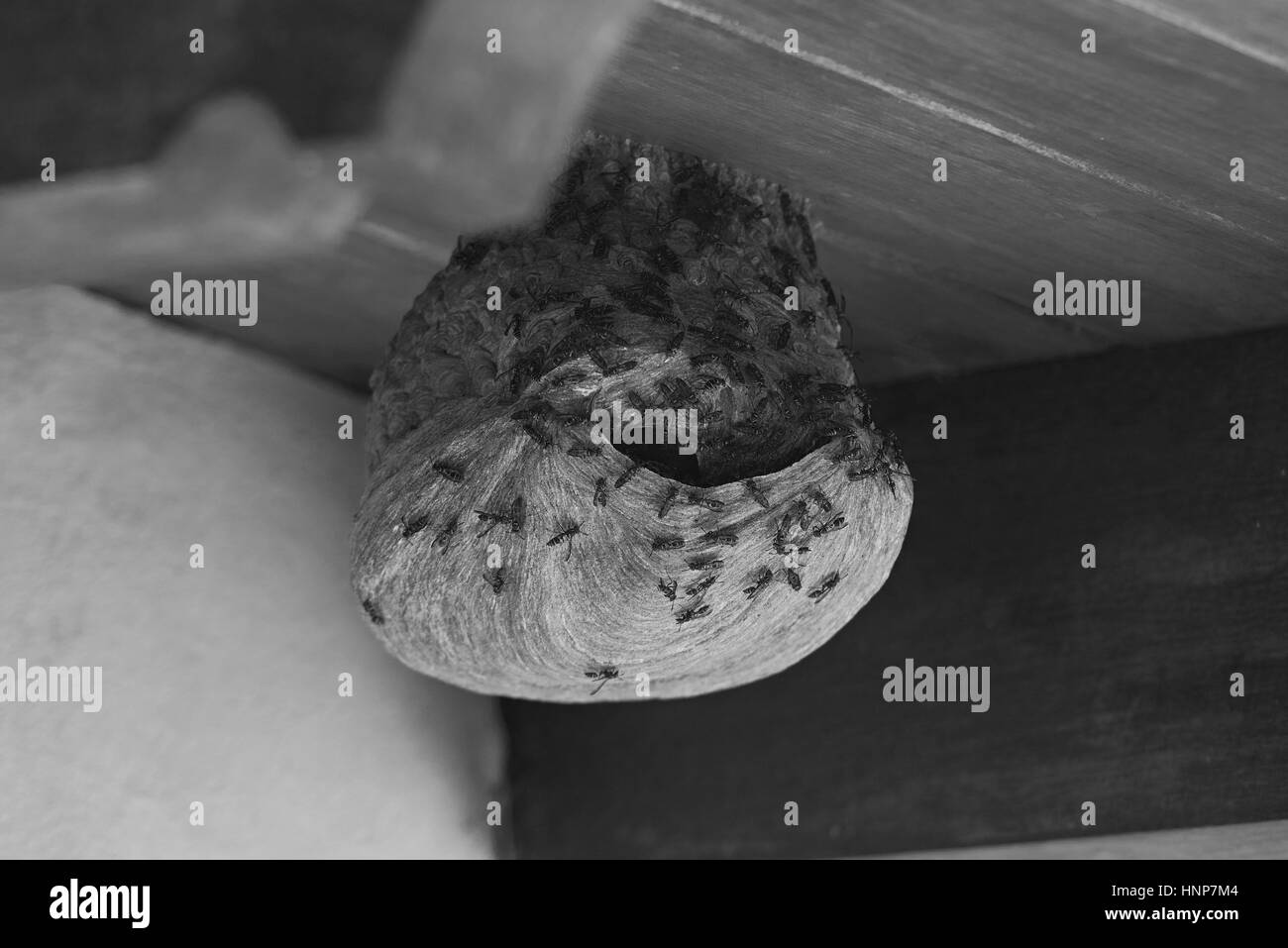 Vespe nido selvatici in home page sul tetto di casa nei colori bianco e nero Foto Stock