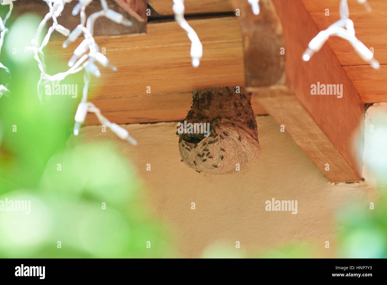 BIg bee Wasp Nest sul tetto di casa casa vicino yp Foto Stock