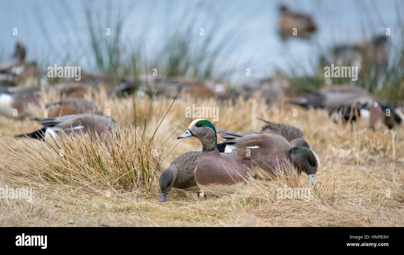 Stormo di anatre, prevalentemente Wigeons americano, la raccolta per l'alimentazione. Foto Stock
