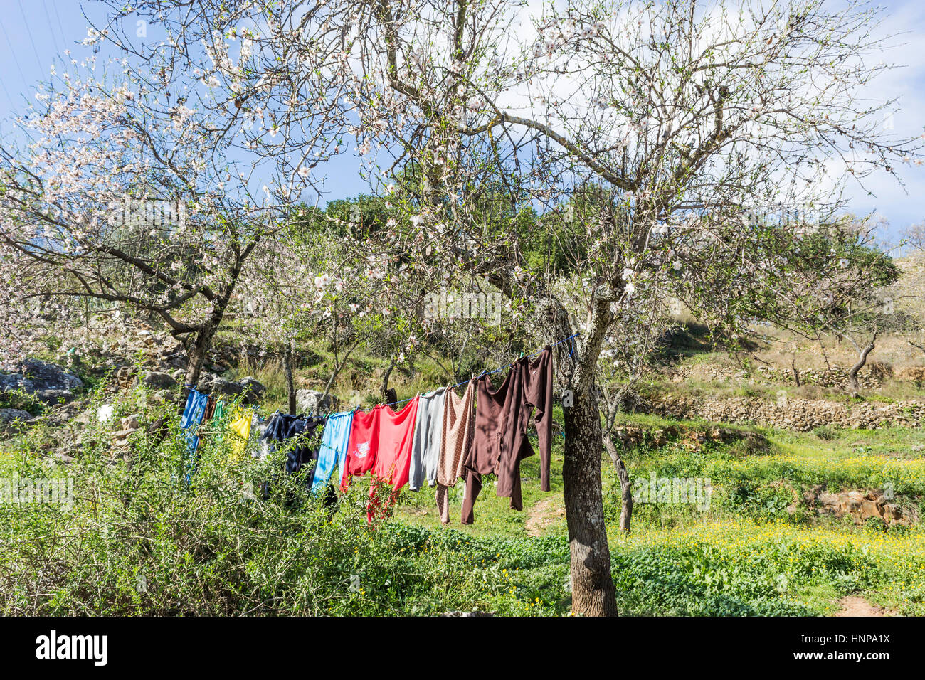Una linea di lavaggio e asciugatura il sole tra gli alberi di mandorle. Campagna andalusa, Spagna. Foto Stock