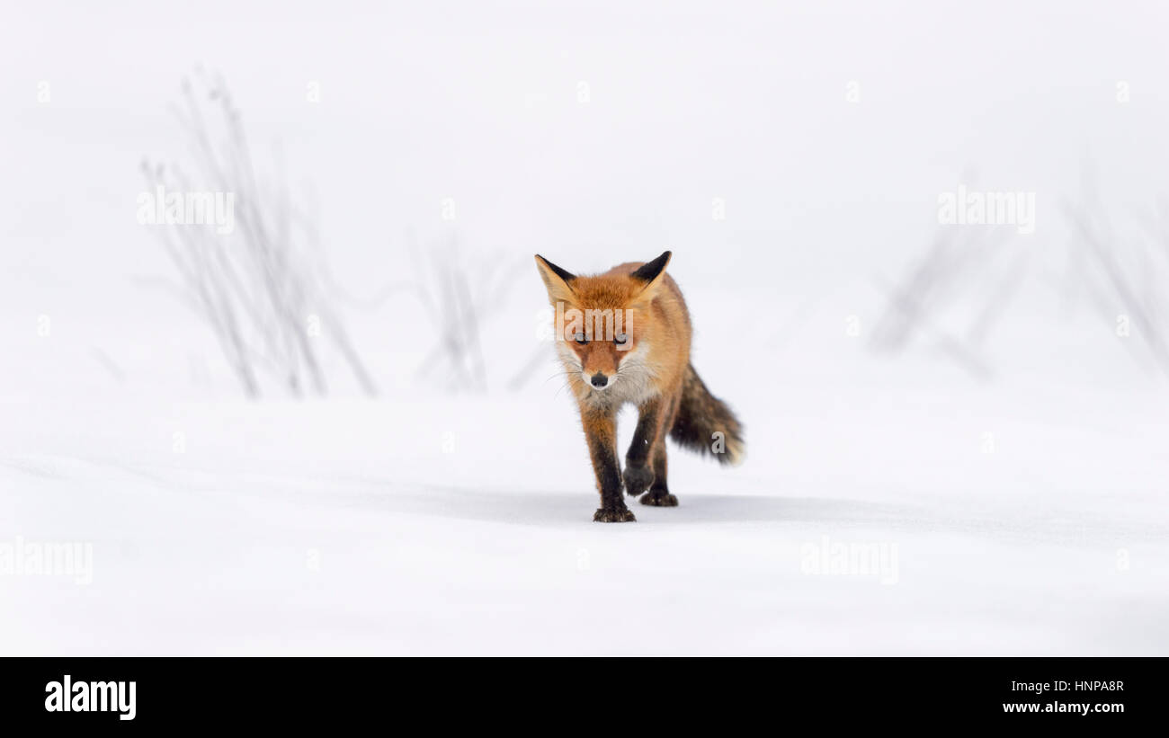 Red Fox (Vulpes vulpes vulpes) in esecuzione in una linea diritta attraverso la neve, Moravia Repubblica Ceca Foto Stock