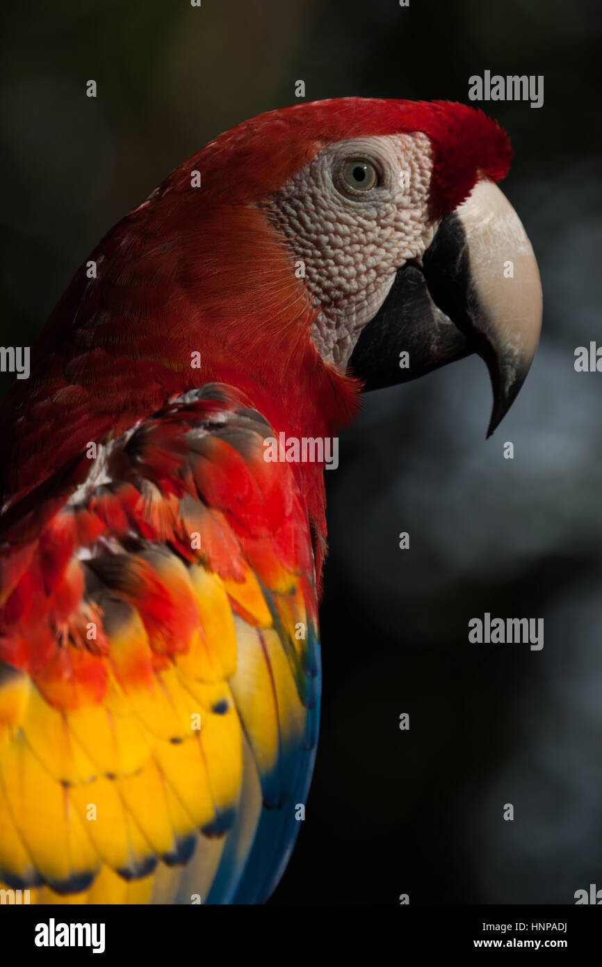 Scarlet Macaw: dettaglio. Grandi di colore rosso, giallo e blu Sud Americana parrot, fotografata nel Parco Nazionale di Iguazu. Viaggiare il birdwatching. Foto Stock