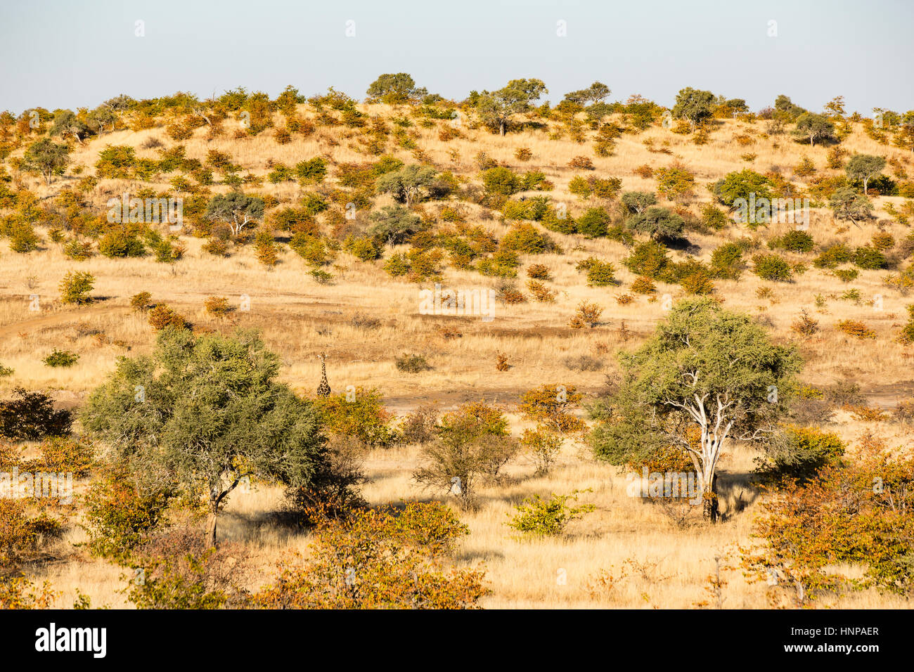 Savannah, Riserva di Mashatu, Tuli Block, Botswana Foto Stock