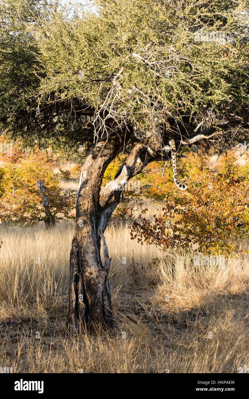 Leopard (panthera pardus) nasconde nella struttura ad albero, Riserva di Mashatu, tuli block, Botswana Foto Stock