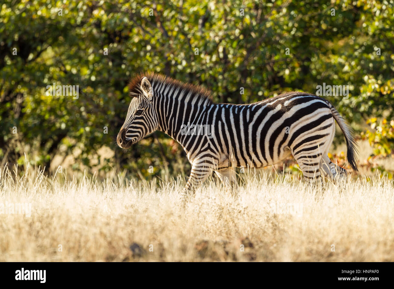 Le pianure zebra (Equus quagga) nella prateria di erba, Riserva di Mashatu, tuli block, Botswana Foto Stock