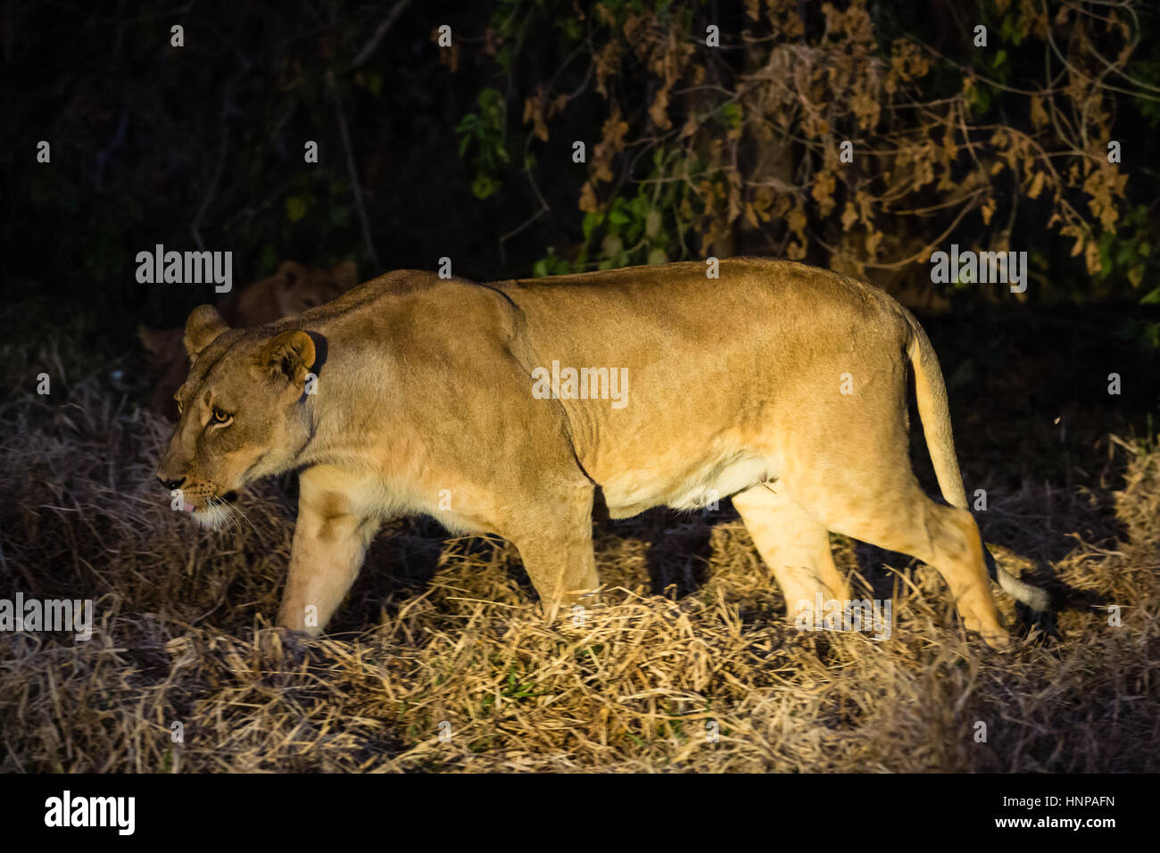 Leonessa (panthera leo) a piedi di notte sotto la luce dei riflettori, Riserva di Mashatu, tuli block, Botswana Foto Stock