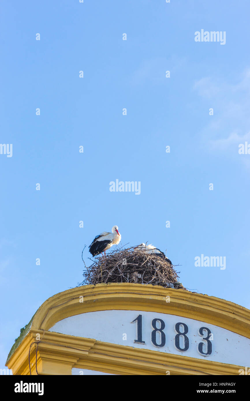 Merida, provincia di Badajoz, Estremadura, Spagna. Cicogna bianca ( Ciconia Ciguena) sul loro nido in cima al Municipio. Foto Stock