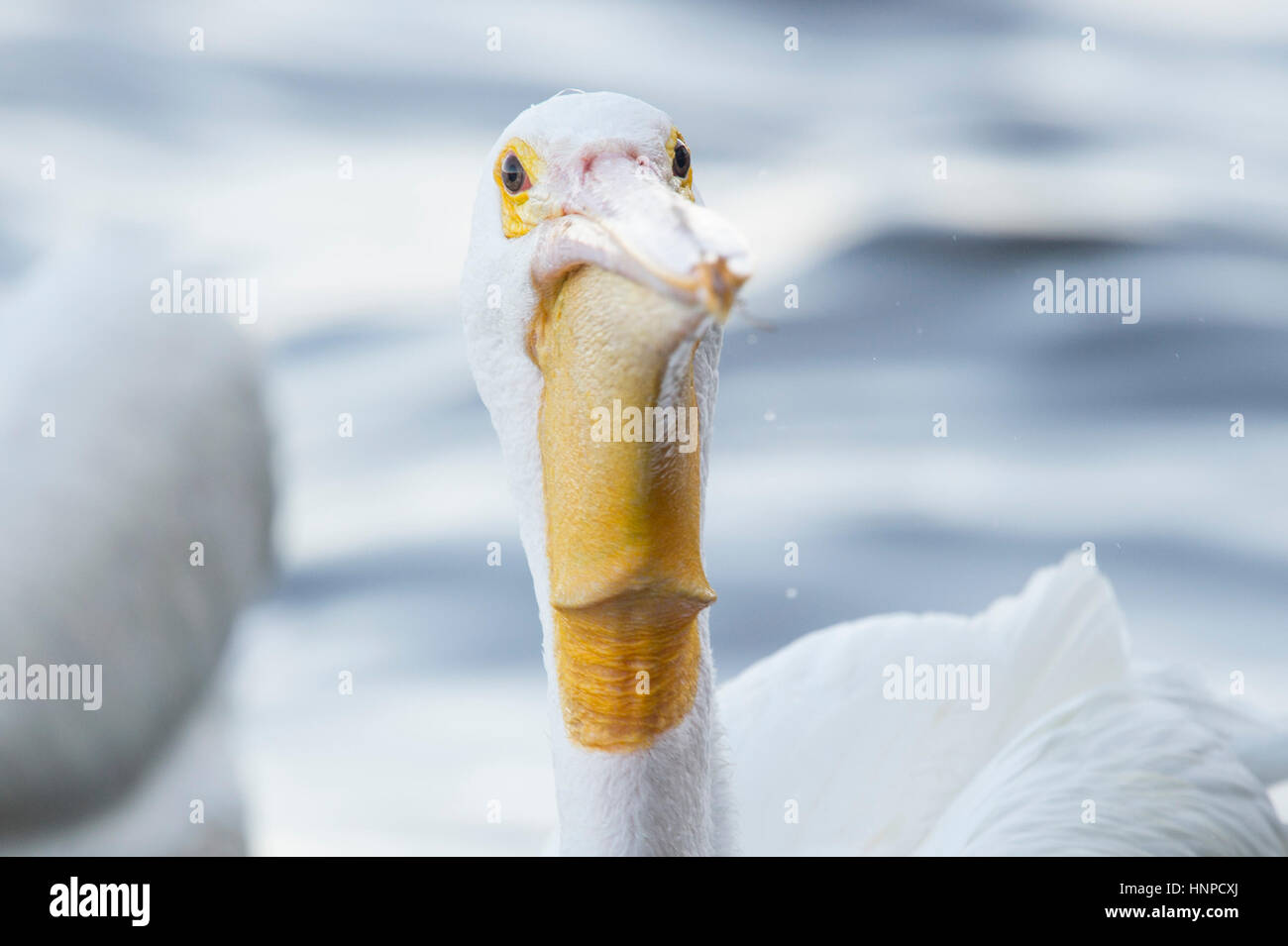 Una chiusura di un pellicano bianco mostra il suo pippo grande bill e gli occhi castani di luce soffusa con un fondo di acqua. Foto Stock