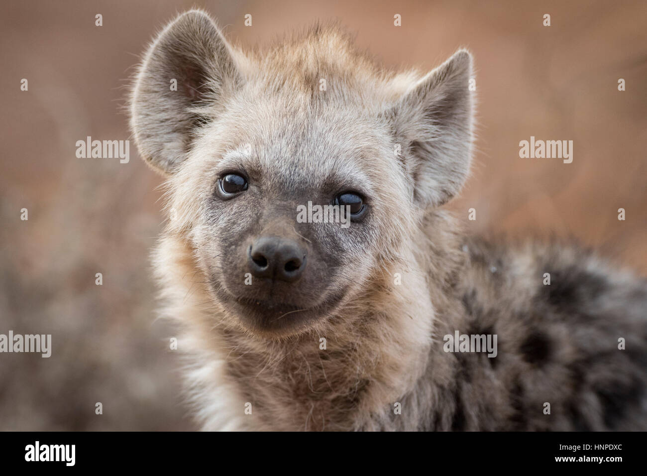 La Iena (Crocuta crocuta), il Parco Nazionale Kruger, Repubblica del Sud Africa Foto Stock