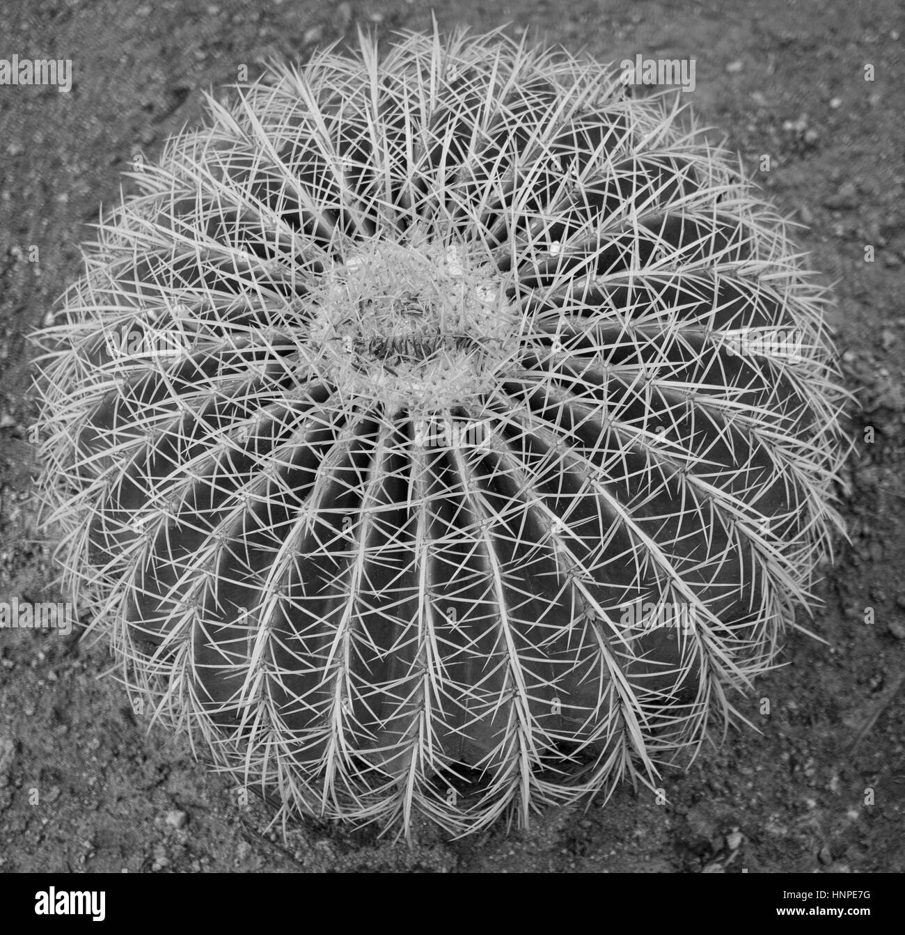 Golden barrel cactus, Palm Springs, California USA Foto Stock