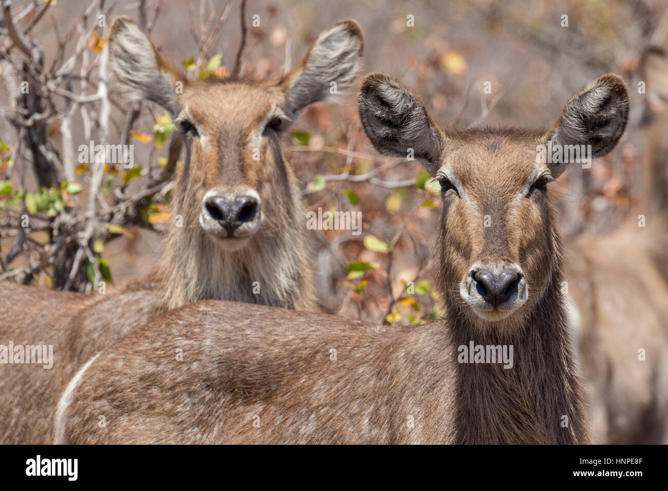 Waterbuck (Kobus ellipsiprymnus ellipsiprymnus), il Parco Nazionale Kruger, Repubblica del Sud Africa Foto Stock