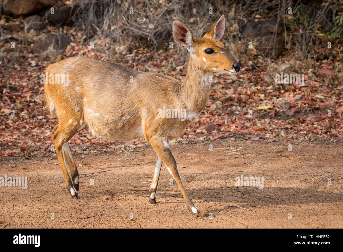 Bushbuck (Tragelaphus scriptus), il Parco Nazionale Kruger, Repubblica del Sud Africa Foto Stock