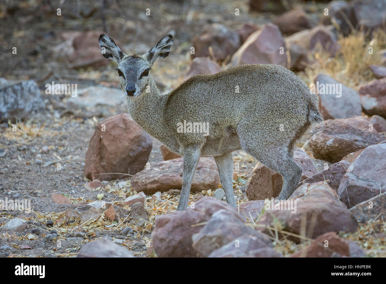 Klipspringer (Oreotragus oreotragus), Mapungubwe National Park, Repubblica del Sud Africa Foto Stock