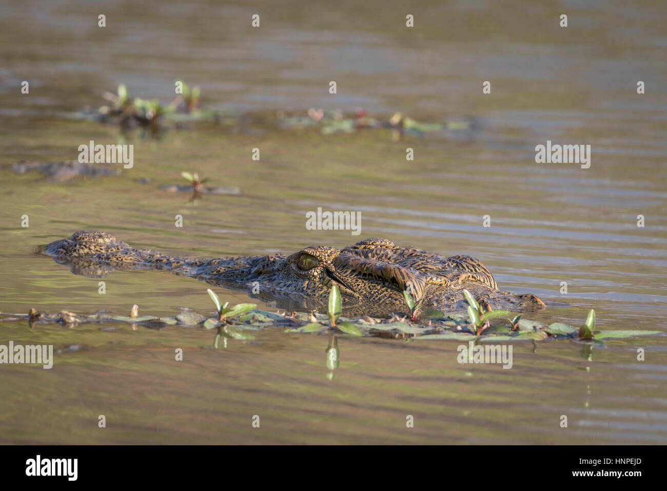 Coccodrillo del Nilo (Crocodylus niloticus), Mapungubwe National Park, Repubblica del Sud Africa Foto Stock